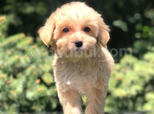 Dizayn Irk Maltipoo Yavrumuz görsel