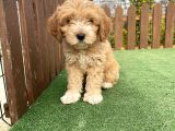 Orjinal Maltipoo Bebeklerimiz Anne Baba Orjinal