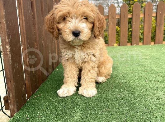 Orjinal Maltipoo Bebeklerimiz Anne Baba Orjinal görsel