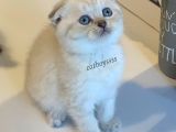Lynx Point Scottish Fold Erkek Yavrular