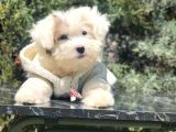 Wc Eğitimli Dizayn Irk Morkie Yavrumuz