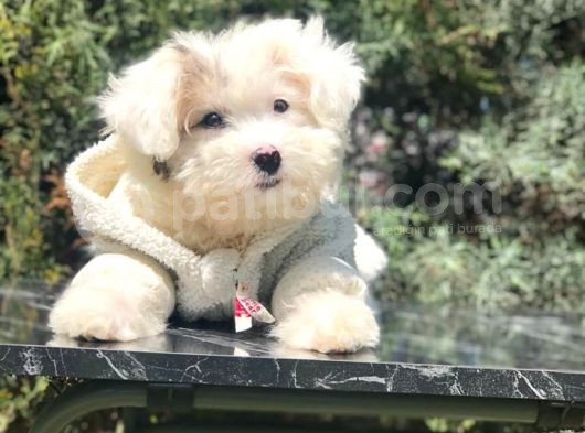 Wc Eğitimli Dizayn Irk Morkie Yavrumuz