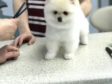 Orji̇nal Pomerani̇an Boo Di̇şi̇ Ve Erkek Yavrular