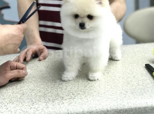 Orji̇nal Pomerani̇an Boo Di̇şi̇ Ve Erkek Yavrular görsel