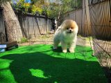 Ayı Surat Pomeranian Boo Yavrularımız