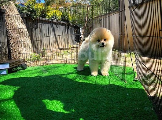 Ayı Surat Pomeranian Boo Yavrularımız görsel