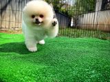 Ayı Surat Pomeranian Boo Yavrularımız