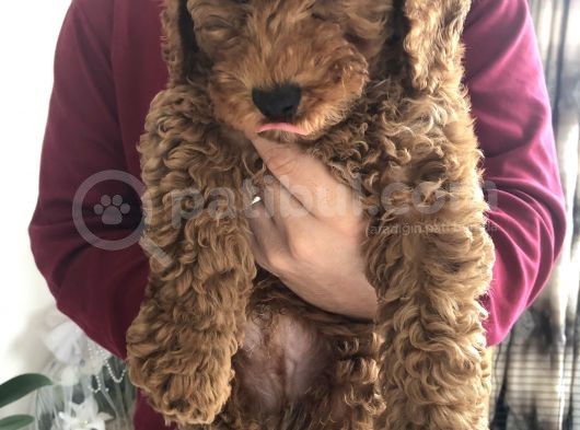3 Aylık Red Toy Poddle Yavrumu Sahiplendiriyorum görsel