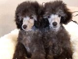 Silver Toy Poodle Bebeklerimiz A Kalite Irk Ve Sağlık Garantili