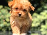 Red F2 Maltipoo Bebek