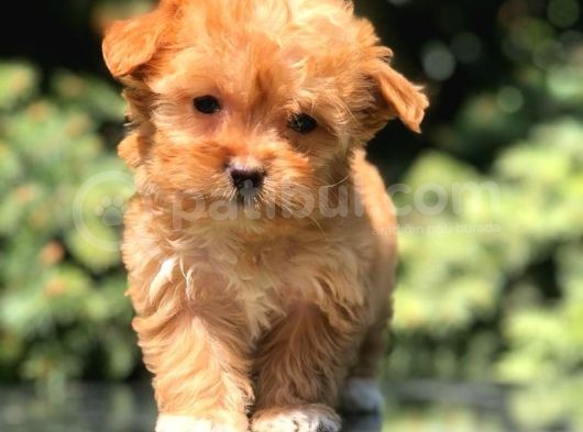Red F2 Maltipoo Bebek