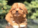 Red F2 Maltipoo Bebek