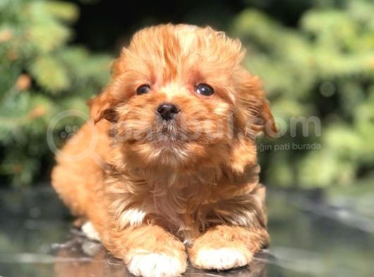 Red F2 Maltipoo Bebek görsel