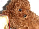 Bebek Surat Toy Poodle Yavrular Wc Eği̇ti̇mli̇