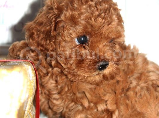 Bebek Surat Toy Poodle Yavrular Wc Eği̇ti̇mli̇ görsel