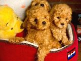Türki̇yeni̇n En Çok Seçeneği̇ İle