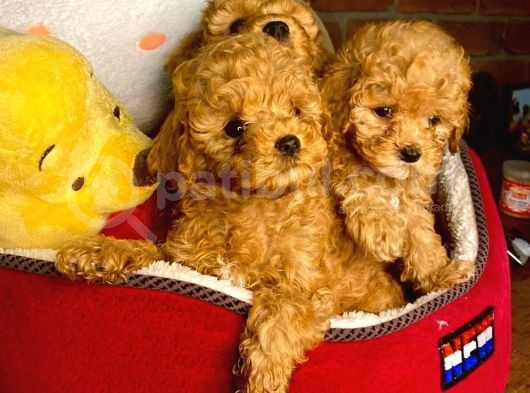Türki̇yeni̇n En Çok Seçeneği̇ İle görsel