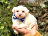 Sevi̇mli̇ Malti̇poo