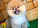 Ayı Surat Pomeranian Boo Oğlumuz Carlos