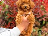 Muhteşem Red Toy Poodle Erkek Yavrumuz