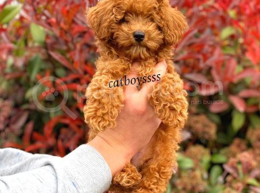 Muhteşem Red Toy Poodle Erkek Yavrumuz görsel