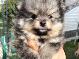 Tedy Bear Micro Boy Pomeranın Boo Bebegımız