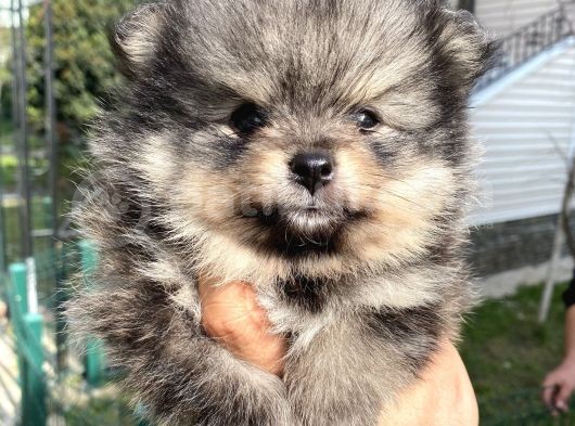 Tedy Bear Micro Boy Pomeranın Boo Bebegımız görsel