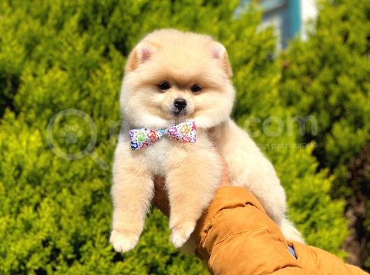 Sevi̇mli̇ Pomerani̇an Boo görsel