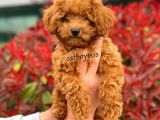 Muhteşem Red Toy Poodle Erkek Yavrumuz