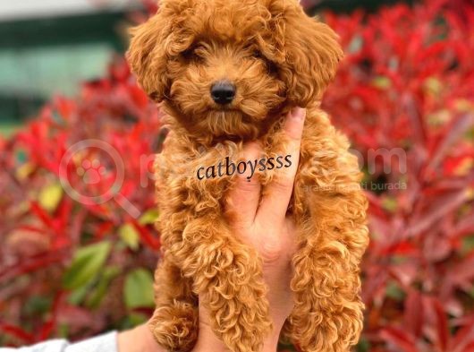 Muhteşem Red Toy Poodle Erkek Yavrumuz görsel