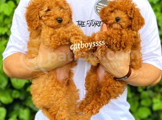 Dark Apricot Ve Red Toy Poodle Yavrular görsel