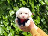 Yakışıklı Oğlumuz Maltese Terrier