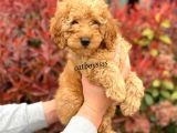 Koyu (Dark) Apricot Erkek Toy Poodle Yavrumuz
