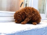 Toy Poodle Red Brown A Kalite Irk Ve Sağlık Garantili