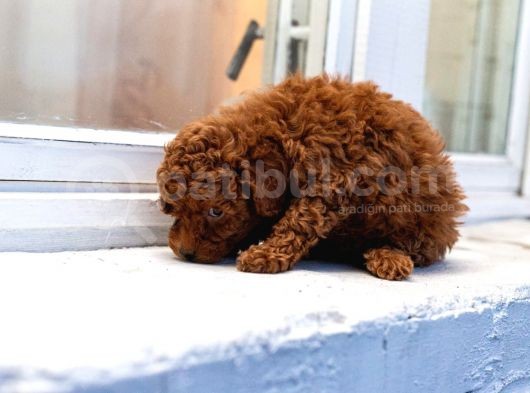 Toy Poodle Red Brown A Kalite Irk Ve Sağlık Garantili görsel