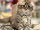 Longhair Scottish Fold Erkek Yavrumuz