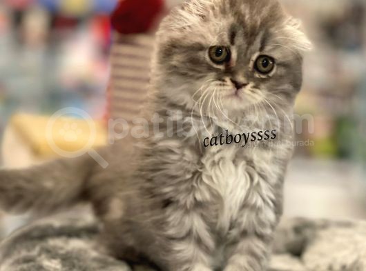 Longhair Scottish Fold Erkek Yavrumuz görsel