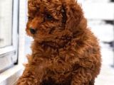 Toy Poodle Red Brown A Kalite Irk Ve Sağlık Garantili