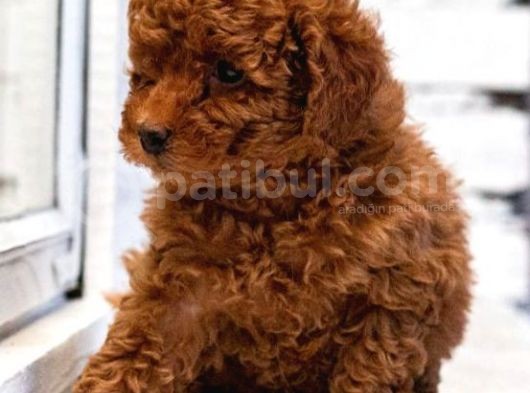 Toy Poodle Red Brown A Kalite Irk Ve Sağlık Garantili görsel
