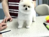 Orji̇nal Pomerani̇an Boo Di̇şi̇ Ve Erkek Yavrular