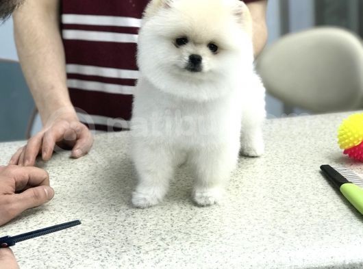 Orji̇nal Pomerani̇an Boo Di̇şi̇ Ve Erkek Yavrular görsel