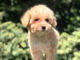 Dizayn Irk Maltipoo Yavrumuz