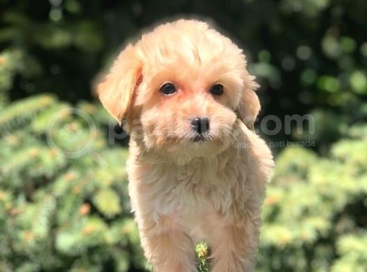 Dizayn Irk Maltipoo Yavrumuz görsel