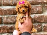 Red Brown Dişi Toy Poodle Yavrumuz