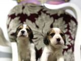 Orjinal Irk Ve Sağlık Garantili Beagle Yavrular