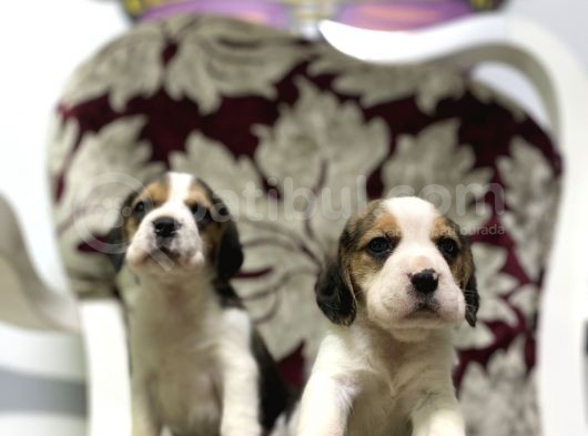 Orjinal Irk Ve Sağlık Garantili Beagle Yavrular görsel