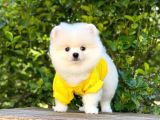 Ayı Surat Pomeranian