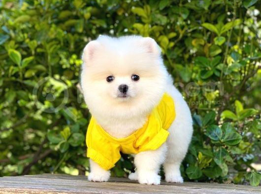 Ayı Surat Pomeranian görsel