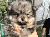Tedy Bear Micro Boy Pomeranın Boo Bebegımız