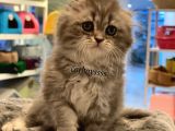 Longhair Scottish Fold Erkek Yavrumuz
